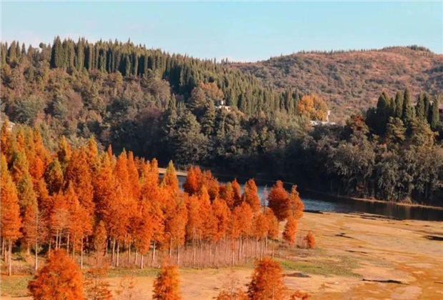 云南傳媒公司：水杉紅了，冬天的昆明美爆了！