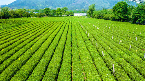 參加云南游學(xué)夏令營的內(nèi)容介紹及項(xiàng)目特色